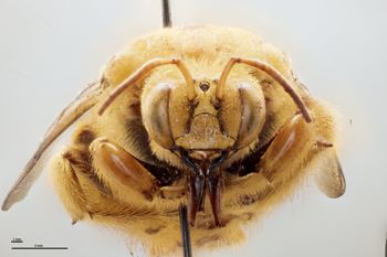 Media type: image;   Entomology 810650 Aspect: head frontal view